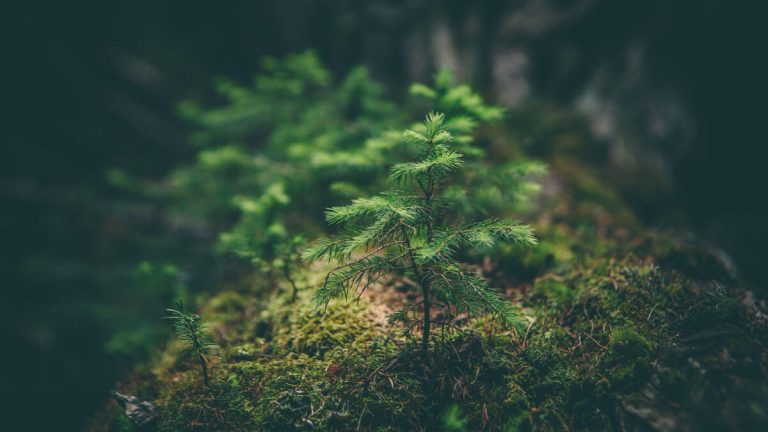 missing-the-forest-for-the-trees-768x432